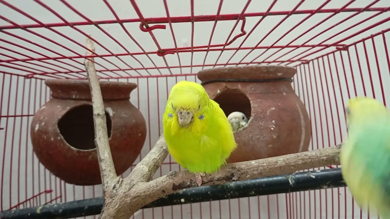 4 Hours of Budgies Singing, Playing, Fighting and Talking with owners. #ourcool #birds #budgiesounds