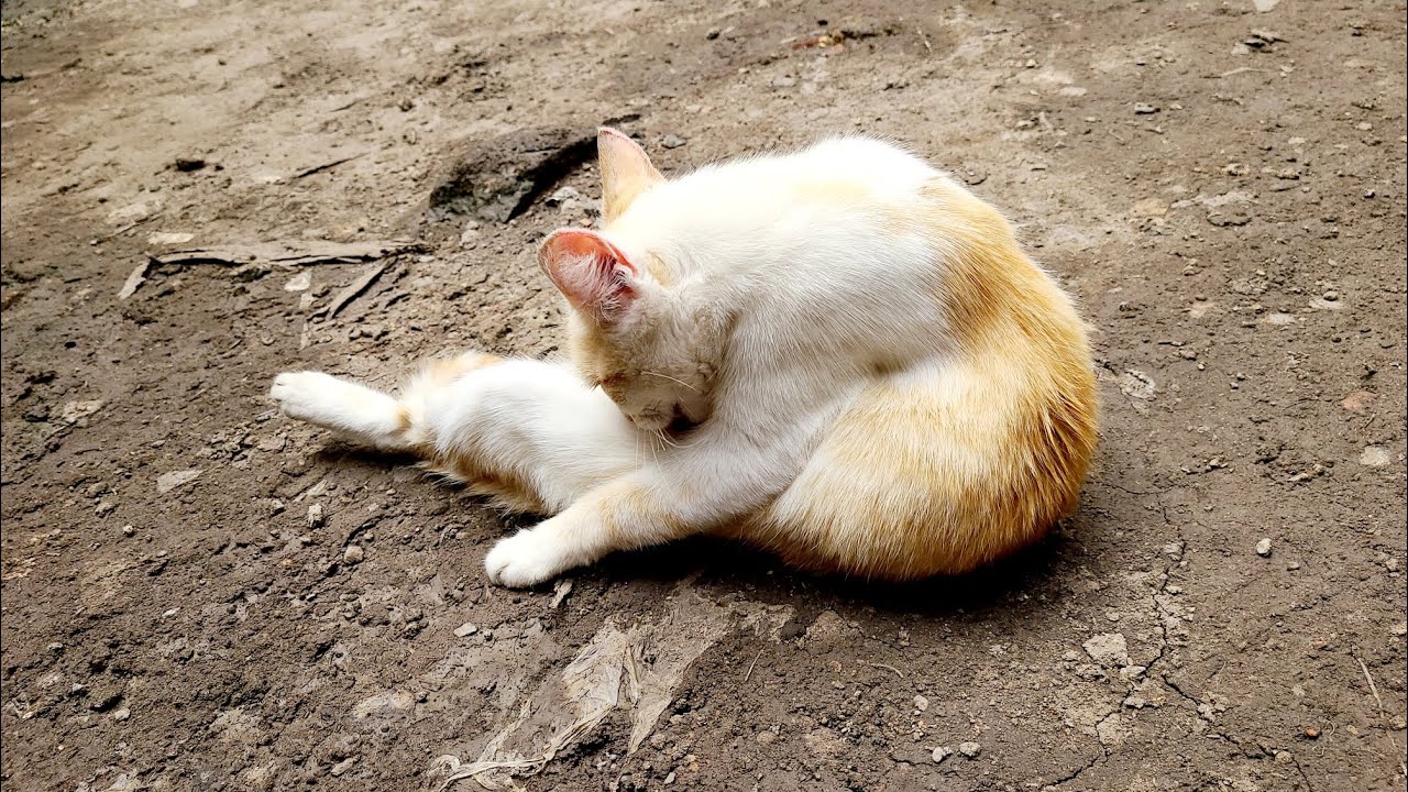 a YouTube Video 📹 of a Cute CAT 😻🐈 Adorable Kitten 😸 