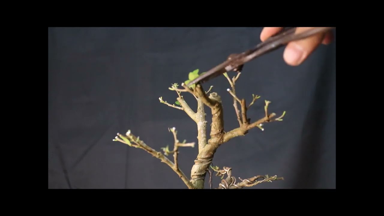Golden Ficus Microcarpa Twin Trunk Bonsai
