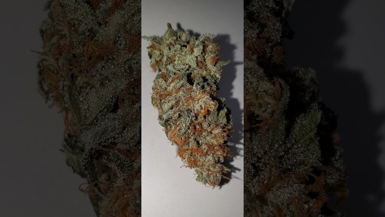TGA Genetics Conspiracy Kush Sample Nug! 🤤