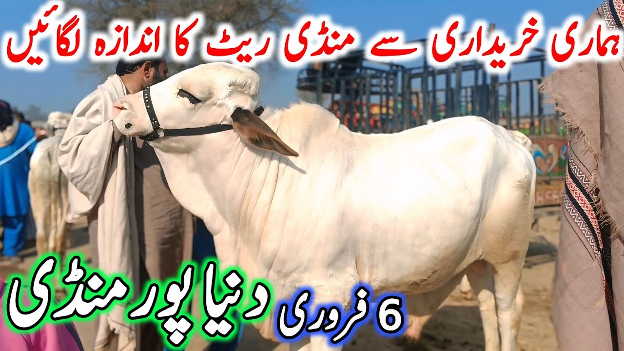 Duniya Pur Cow Mandi Video | Sahiwal Cholistani Cow Mandi | Cow Mandi 2025 | Chand TV Punjab Farming
