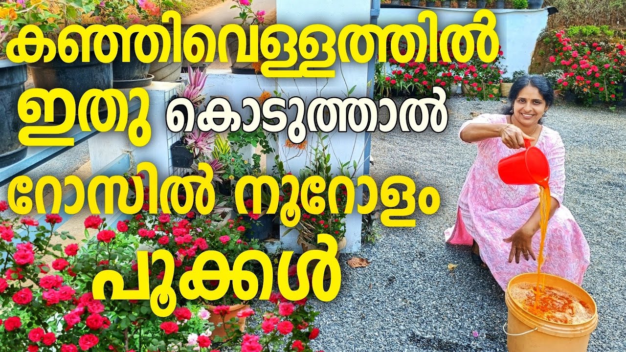 റോസയിൽ ഈ വളം നിർബന്ധം |best fertilizer for rose plant