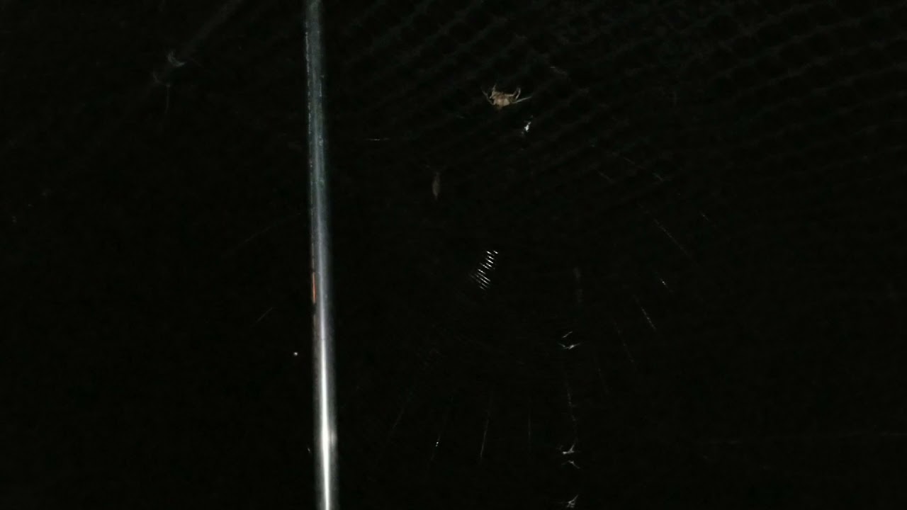 Night life in Alabama.