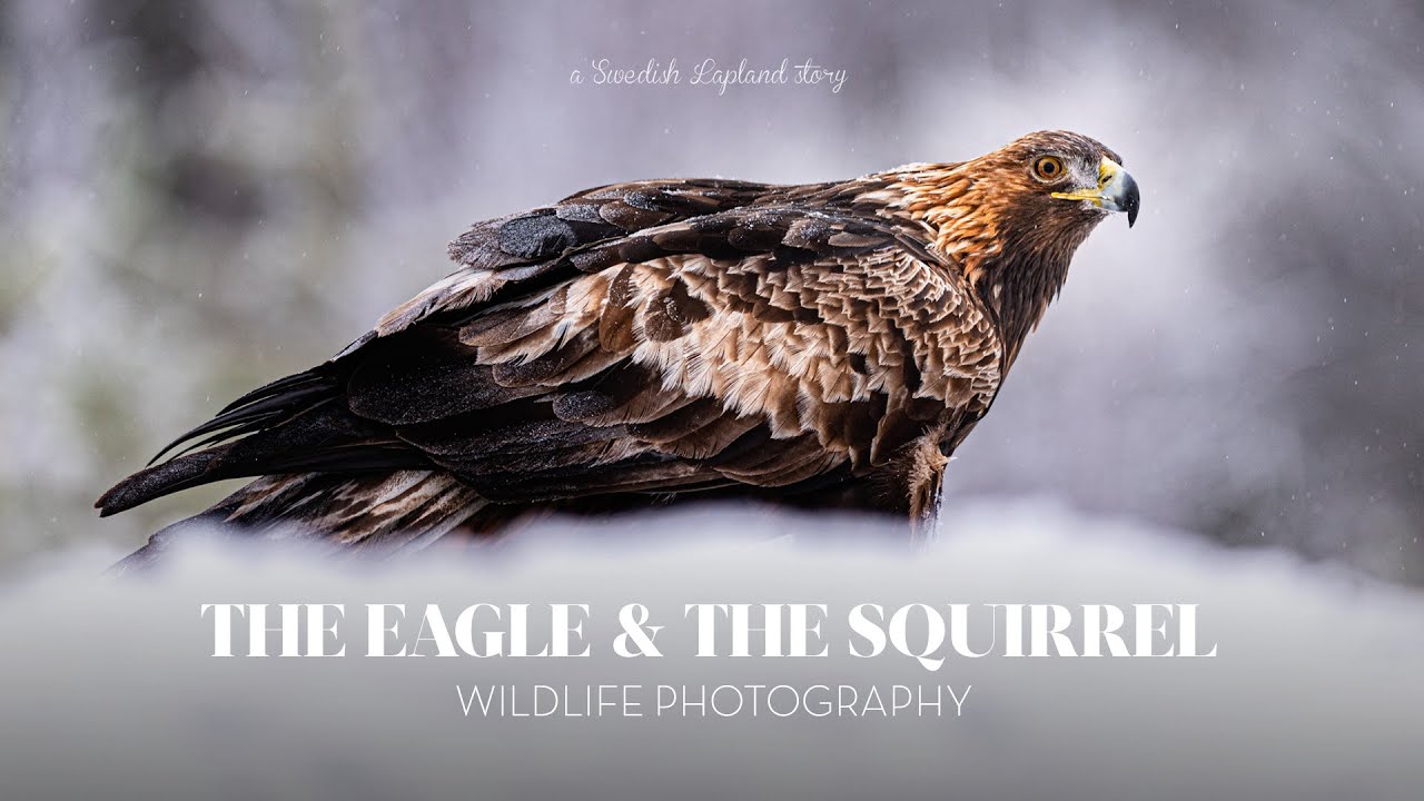 The passion for wildlife photography and an unexpected friendship