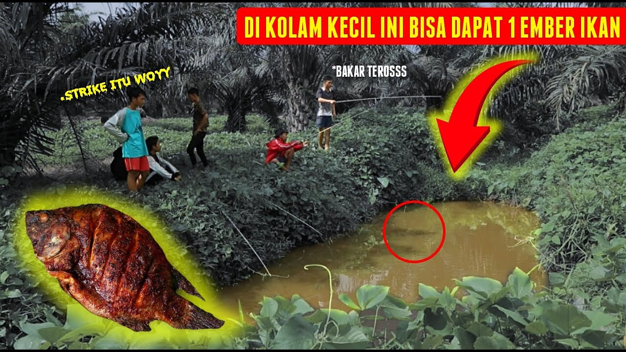 GOKIL!! BAKAR 1 EMBER IKAN HASIL MANCING DI KEBUN SAWIT!!