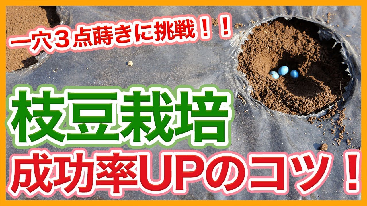 家庭菜園や農園の枝豆栽培の成功のコツ！栽培準備と種まきの裏技を徹底解説！【農家直伝】/Tips for growing green soybeans from a Japanese farmer.