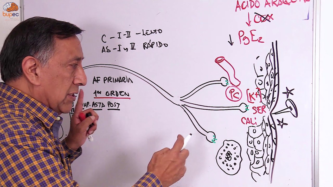 Dolor|Dr. Eloy Meléndez Aguilar|Parte 2|Fisiología