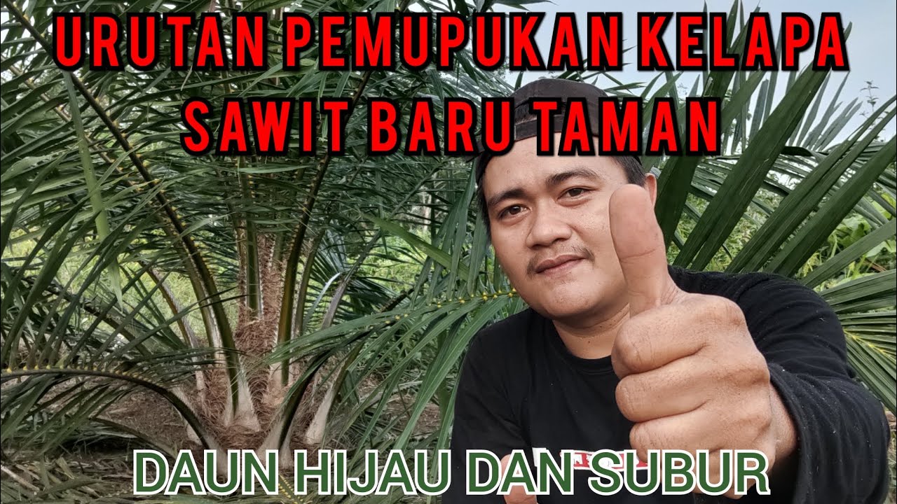 URUTAN PEMUPUKAN KELAPA SAWIT BARU TANAM #kelapasawit #kelapasawitindonesia #petanisawit