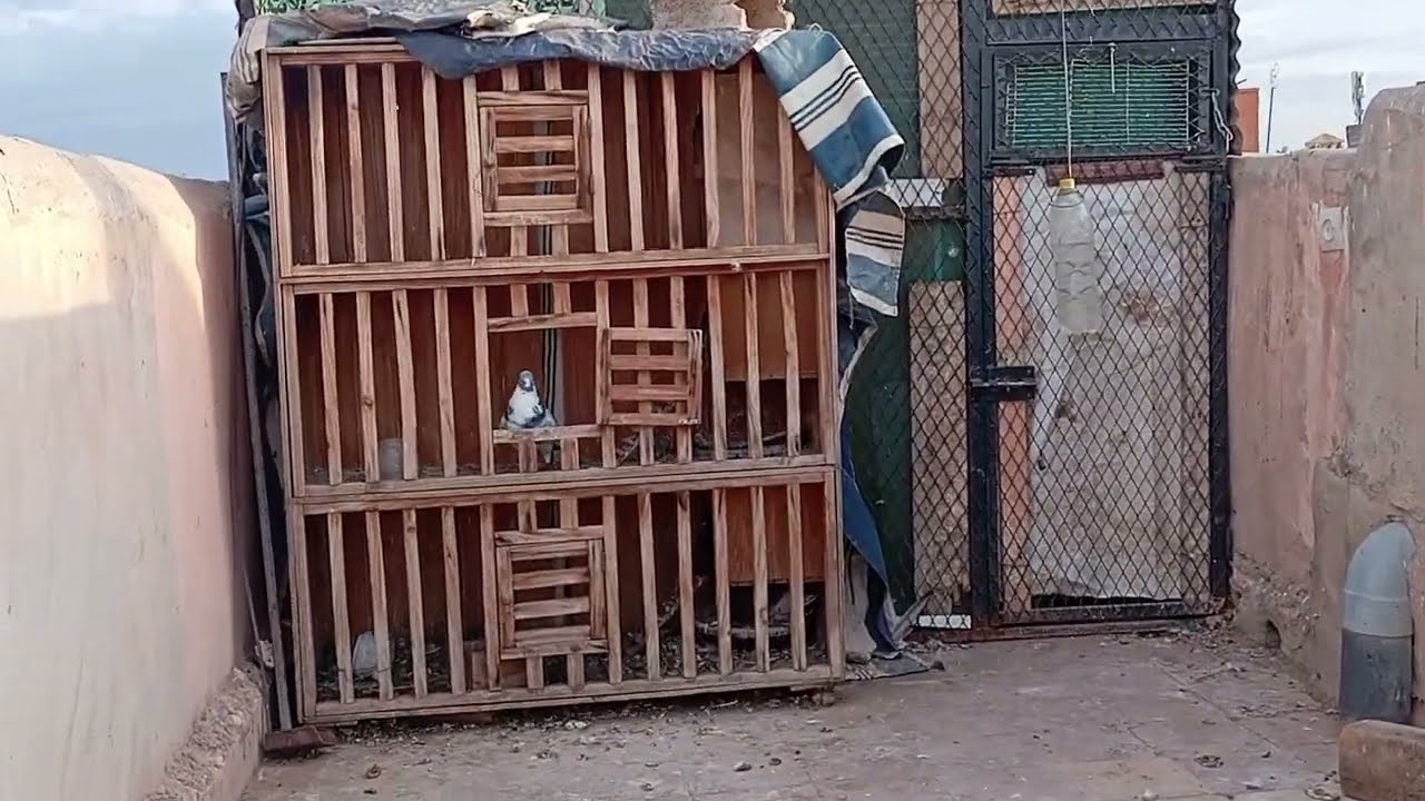 تحياتي للمتتبعين الأوفياء ❤️🌹