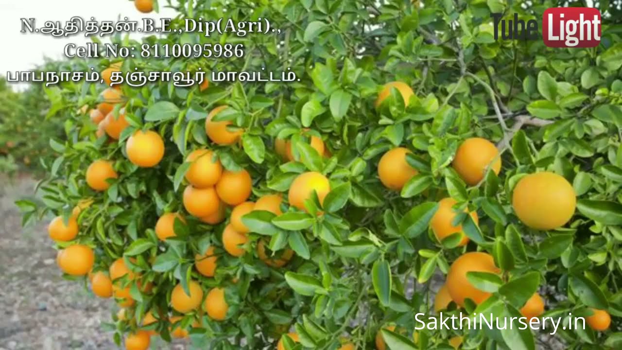 SakthiNursery.in Thanjavur 81100 95986