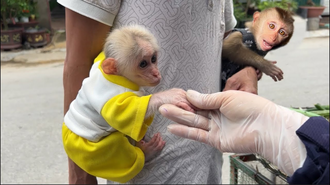 Dad's love for his two monkeys Tina and Xuka is admired by everyone.