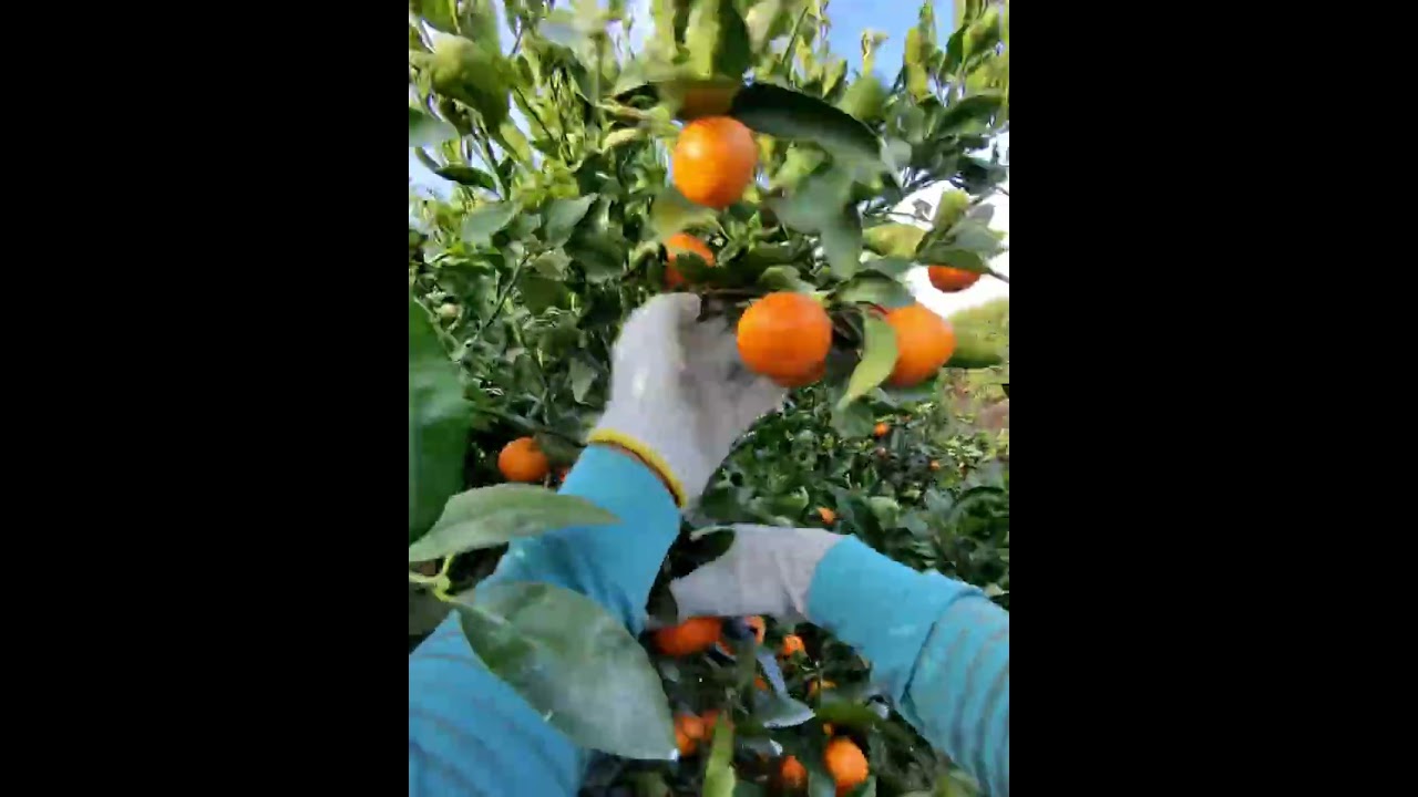 Así se pizca la mandarina en el área de bakersfiel california 