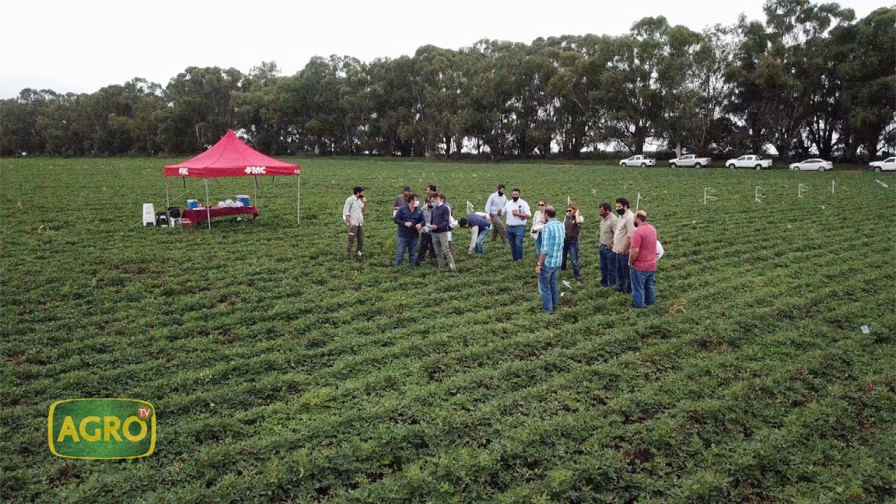 Onsuva: Protección del maní, un cultivo regional que crece sano (#924 2021-04-17)