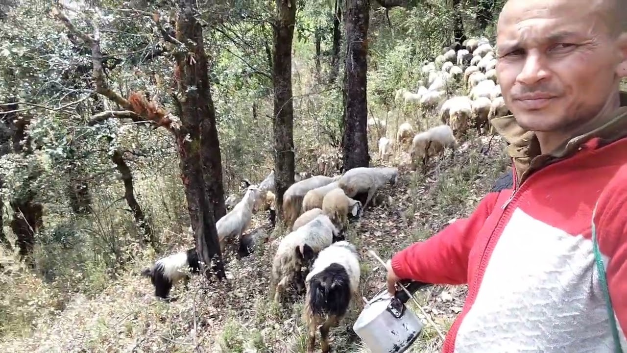 गांव से बुग्याल का सफर🚶🚶🚶👍👍🙏🙏