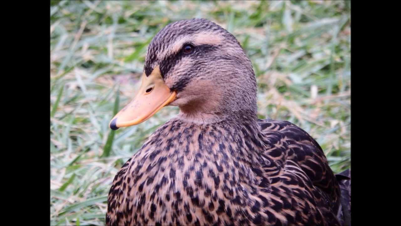 FUJIFILM FINEPIX SL1000...PHOTOS I'VE TAKEN
