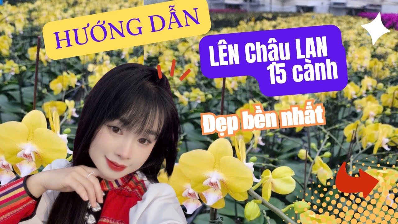 Hướng dẫn lên chậu lan hồ điệp 15 cành- bí quyết chọn hoa lan đẹp bền