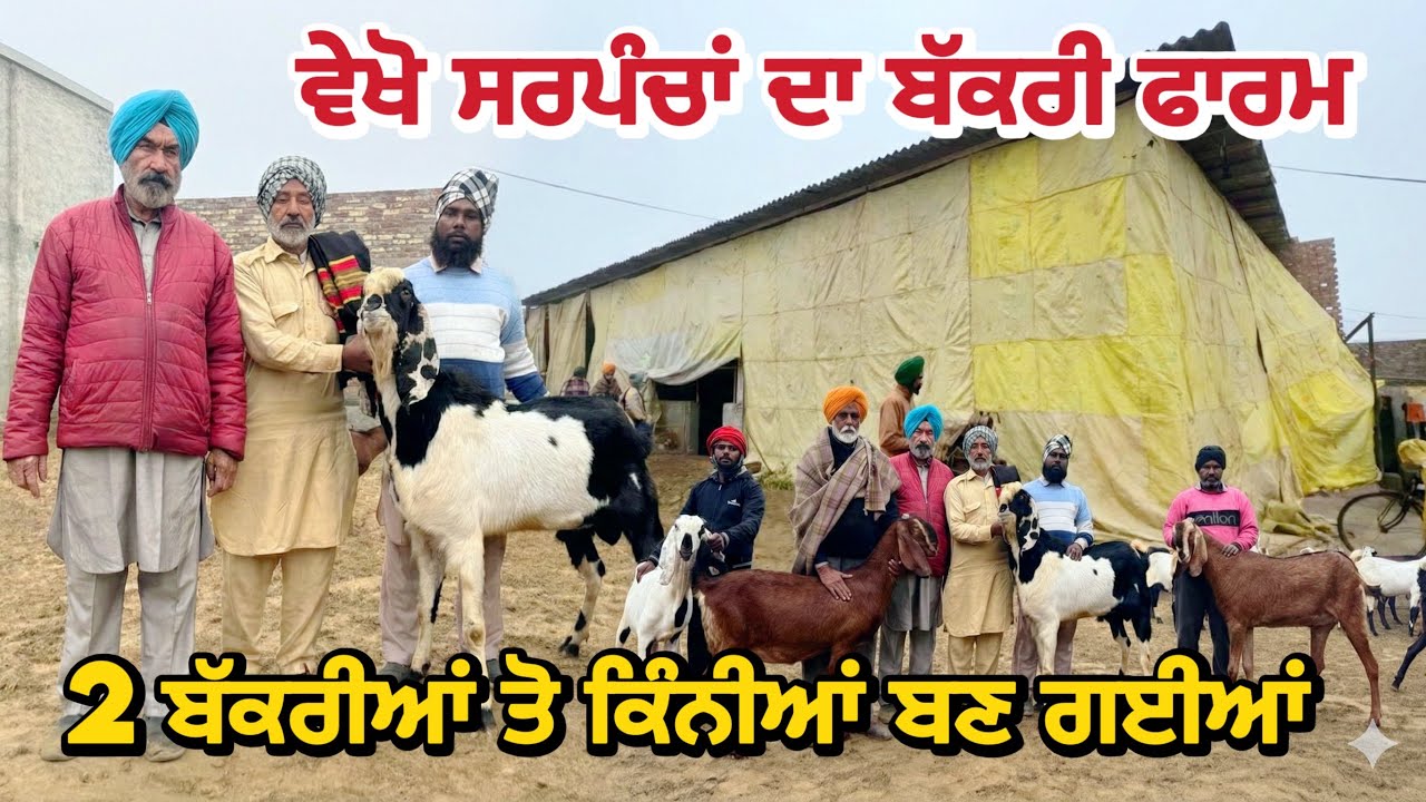 ਵੇਖੋ ਸਰਪੰਚਾਂ ਦਾ ਬੱਕਰੀ ਫਾਰਮ 2 ਬੱਕਰੀਆਂ ਤੋ ਕਿੰਨੀਆਂ ਬਣ ਗਈਆਂ  | goat farming #goats #farming #bakramandi