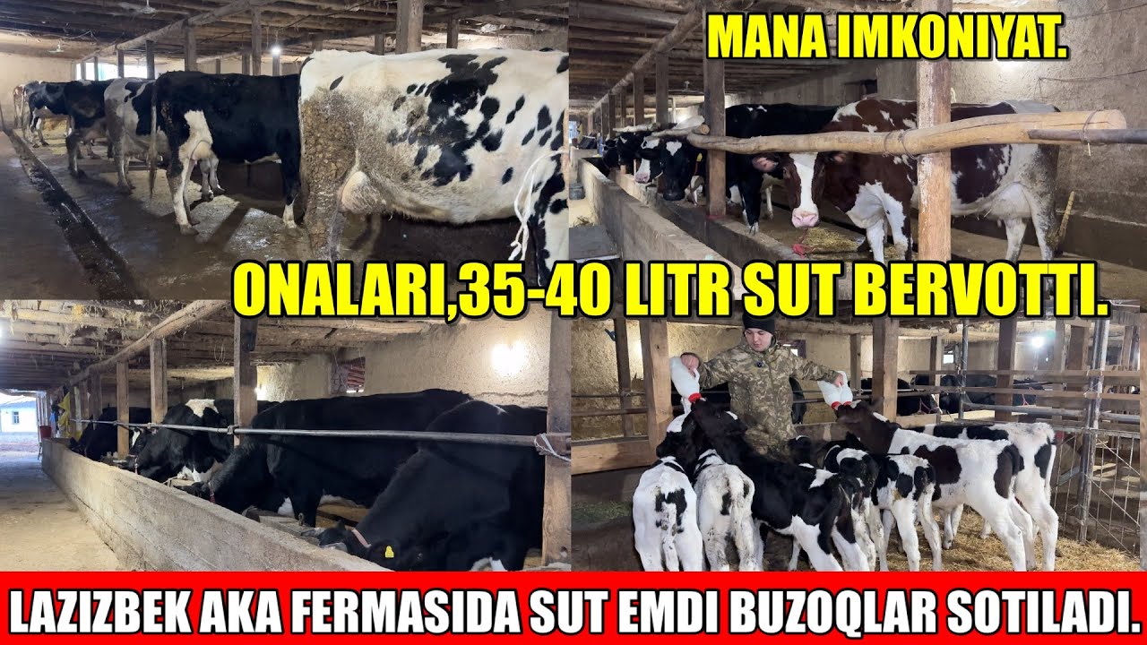 LAZIZBEK AKA FERMASIDA SUT EMDI BUZOQLAR SOTILADI.KOTTA SUTLI SIGIRLARNI BOLLARI.