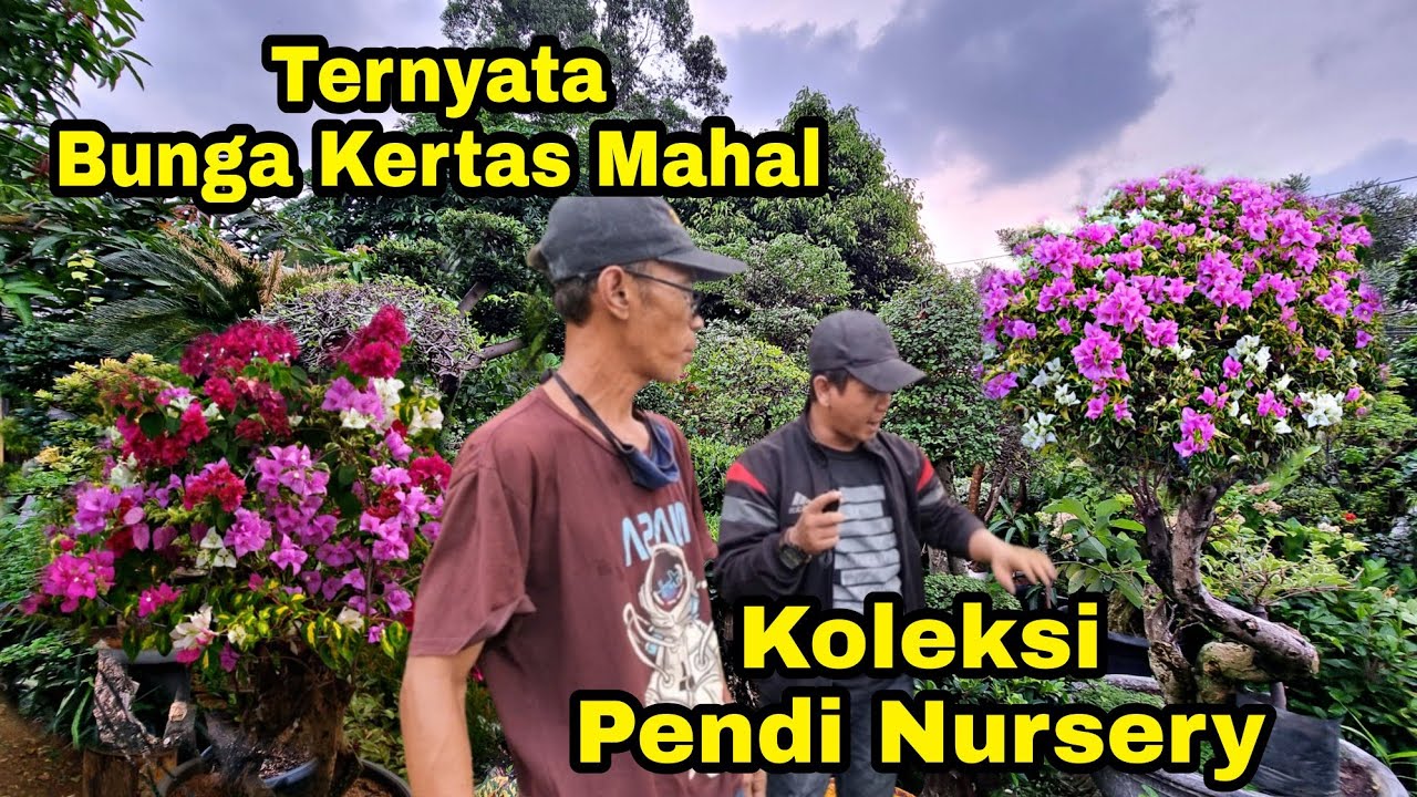 BONSAI & BUNGA BUGENVIL | BUNGA KERTAS