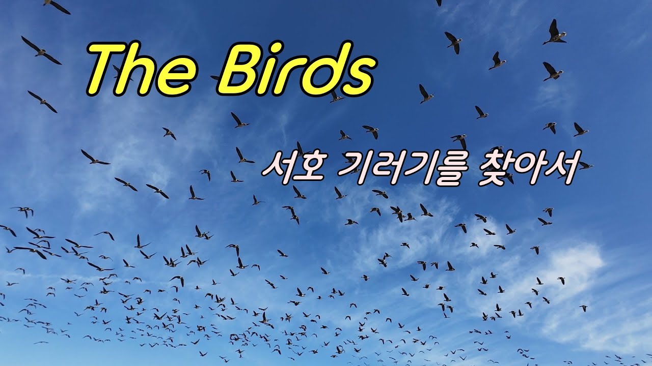서호의 기러기들은 어디에?