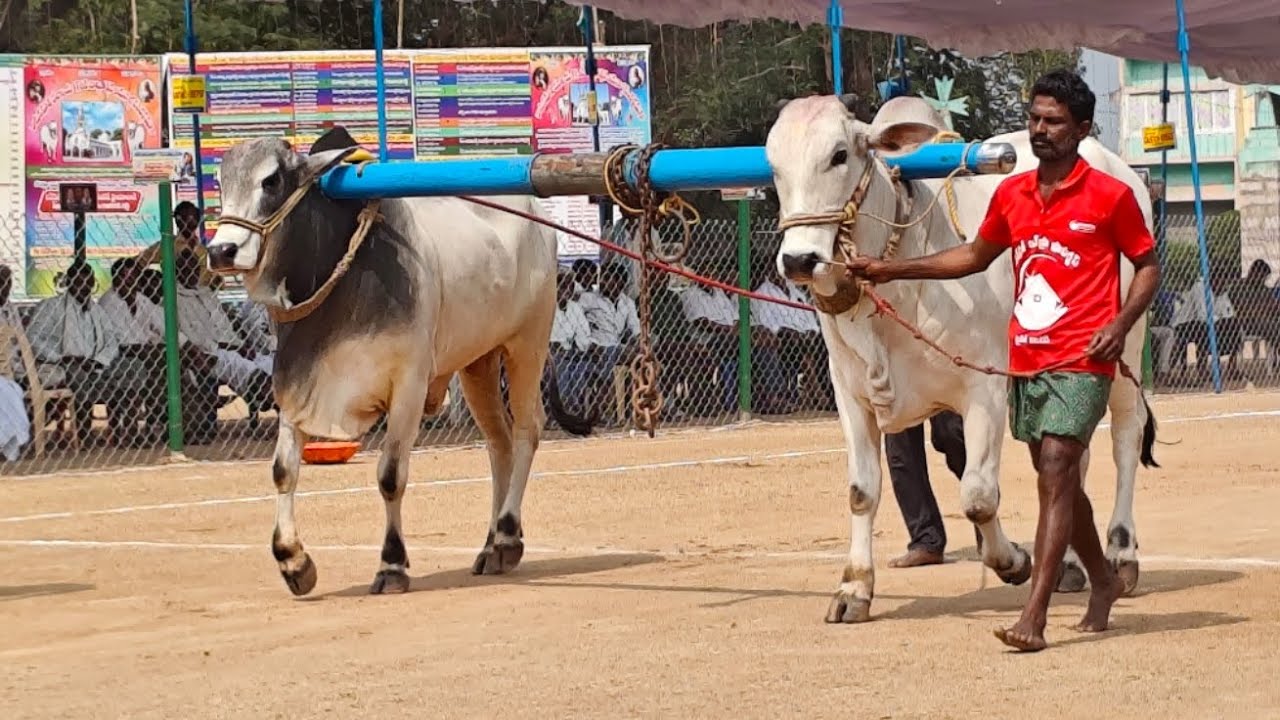 రెంటచింతల గ్రామం రెండు పళ్ళ విభాగం 7వ జత TSR BULLS 