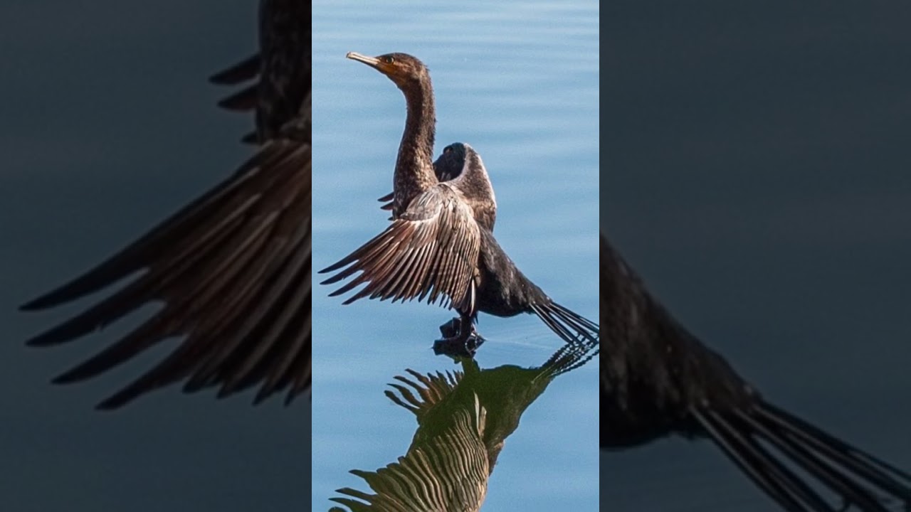 Zoom In : #Birds #Nature #shorts