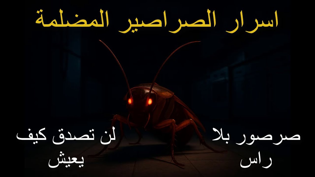 لن تصدق ماذا تفعل الصراصير في الظلام! أسرار مذهلة عن حياتها