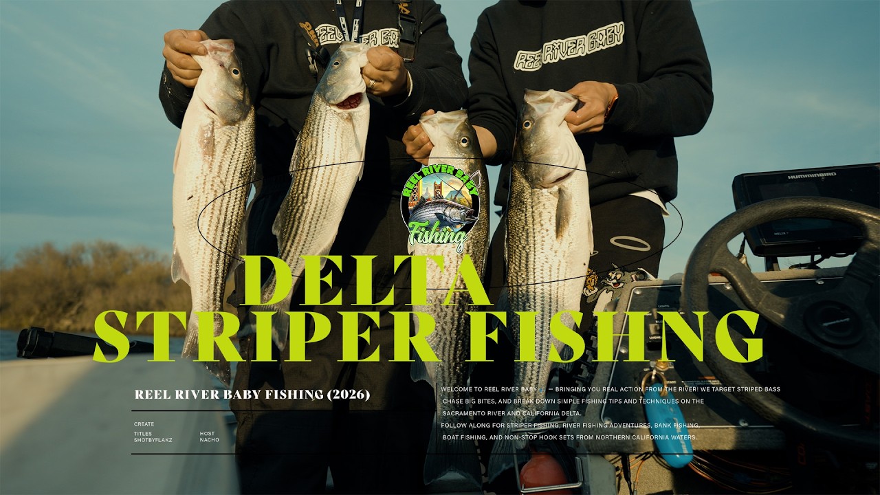 DELTA STRIPER FISHING USING LURES & LIVE BAIT!!!!