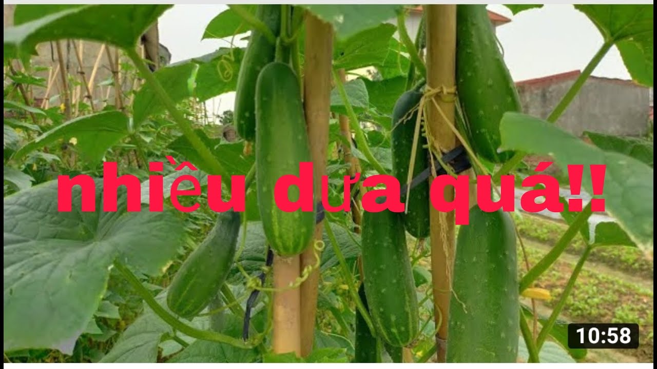 Cách trồng dưa leo thủy canh tại nhà p2