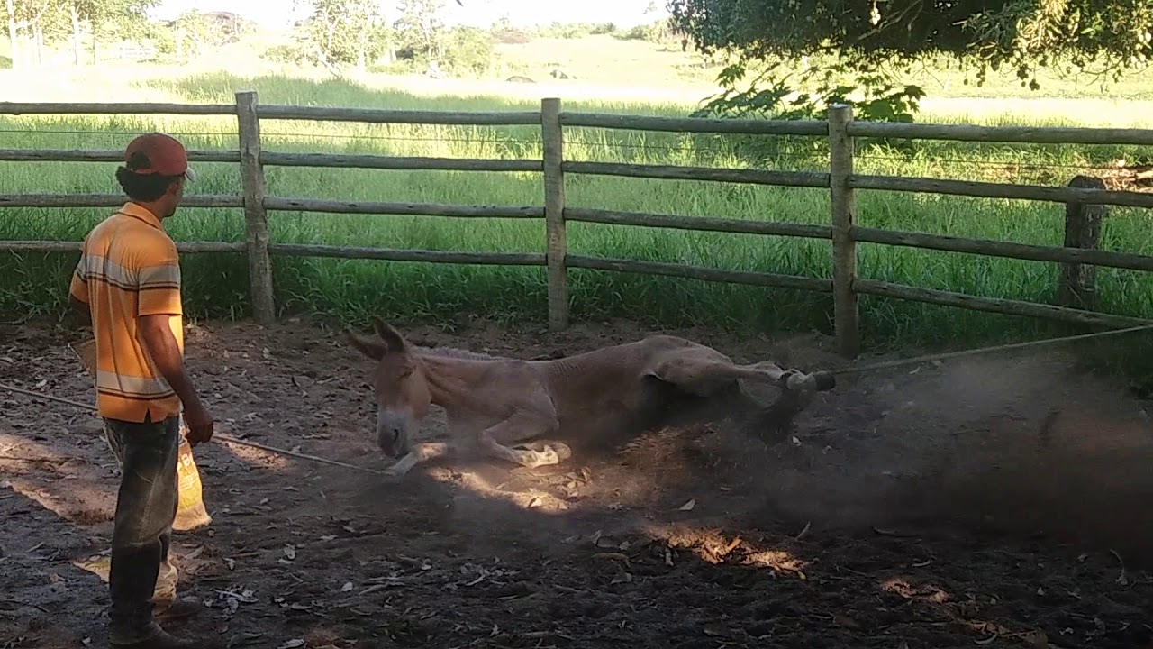 doma de muares com Mister Kelly