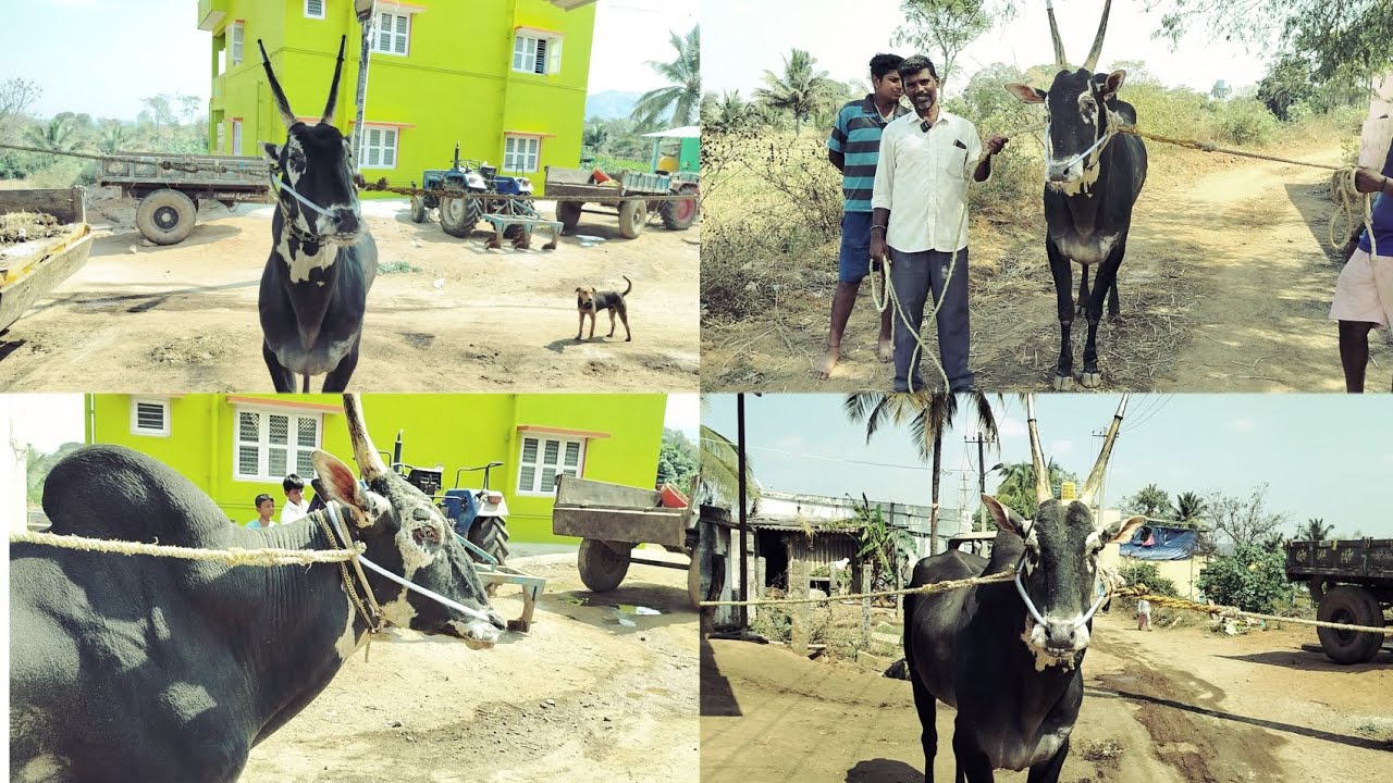 Magadi Raja Hallikar Studbull@VillageDay-j2p 