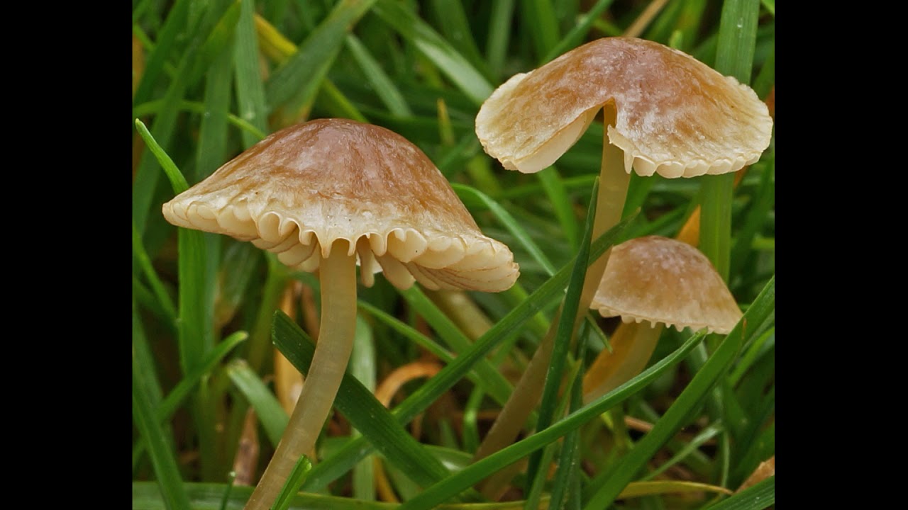 Mycena olivaceomarginata