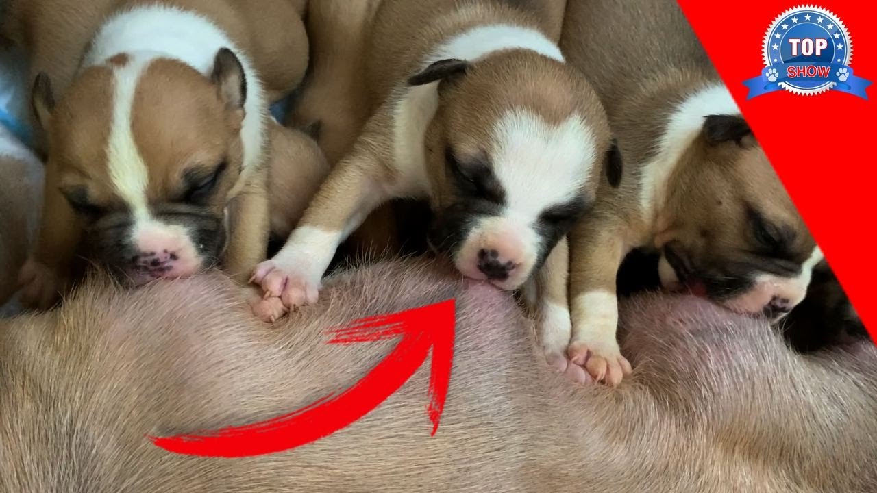 CÓMO ELEGIR EL MEJOR CACHORRO DE LA CAMADA?
