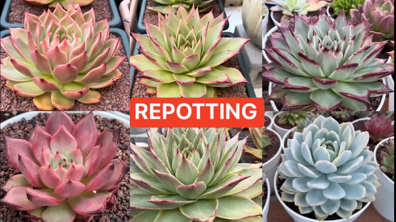 REPOTTING HUGE ECHEVERIA | THAY CHẬU SEN ĐÁ | 다육식물 | 多肉植物 | Suculentas