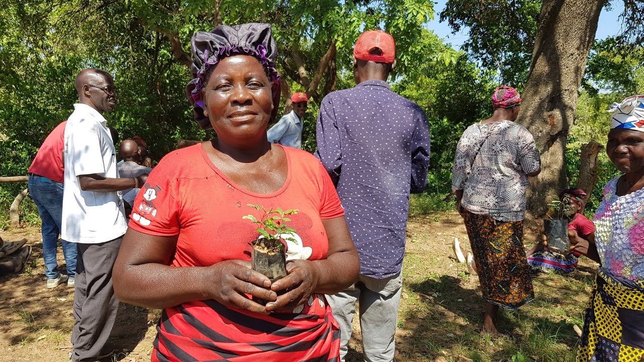 We planted 1000 trees in Chongwe, Zambia to fight climate change