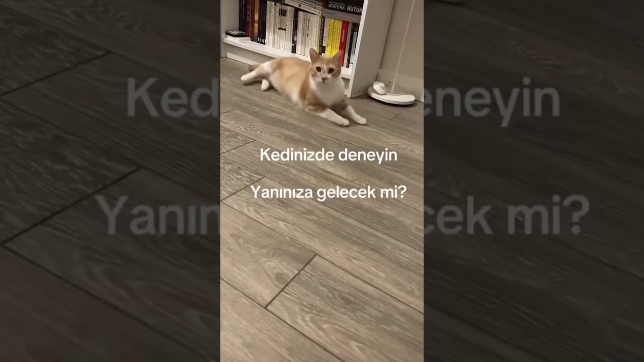 Kedi &ccedil;ağırma sesi a&ccedil;ınca kediniz koşa koşa gelicek 🥰 #catshorts #cat #catlover