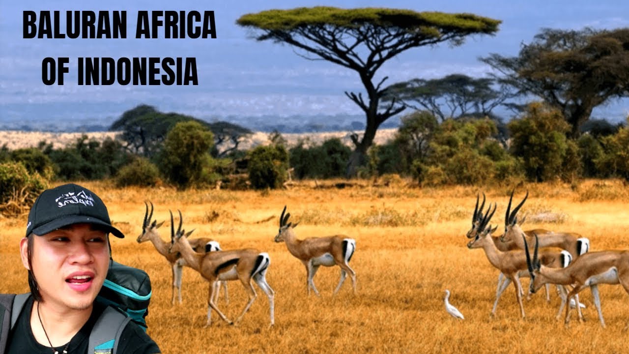 KIG 121| GAK NYANGKA SITUBONDO MIRIP AFRIKA! 