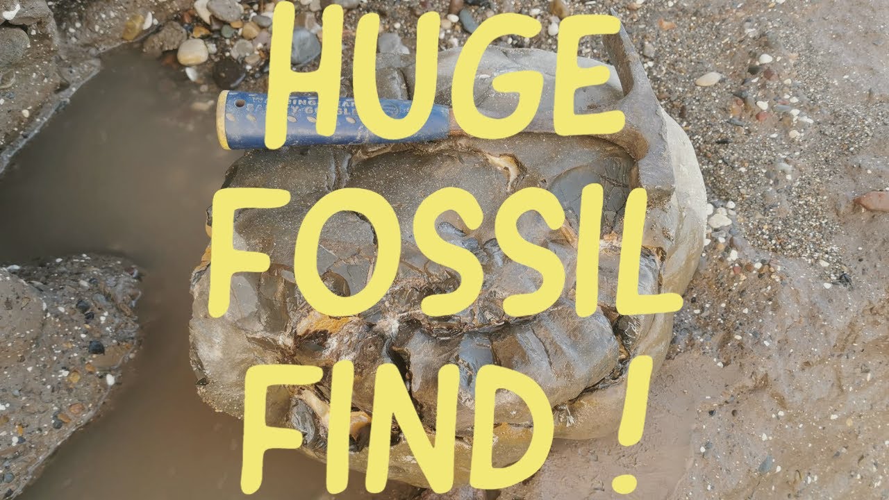 Fossil Hunting Holderness Coast - Yorkshire