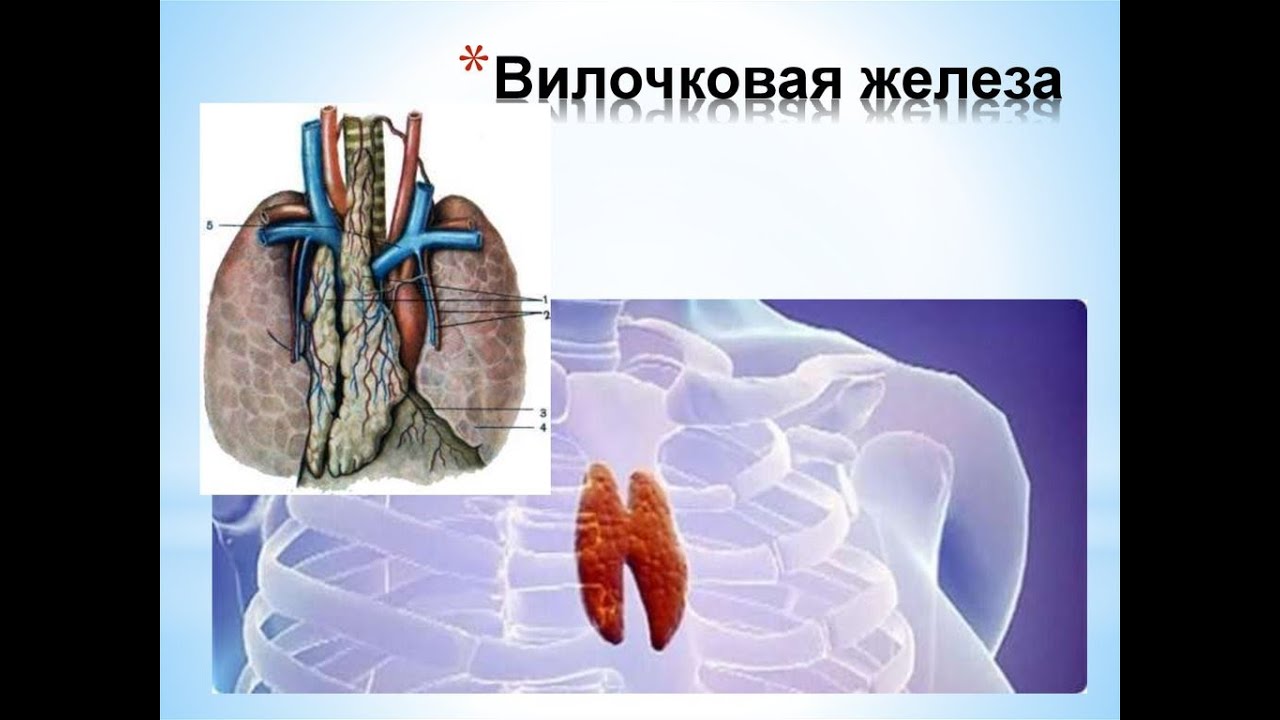 Тимус. Вилочковая железа. Нахождение, функции