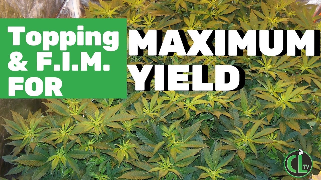 Topping Cannabis or FIM? (EXPLAINATION + TUTORIAL)