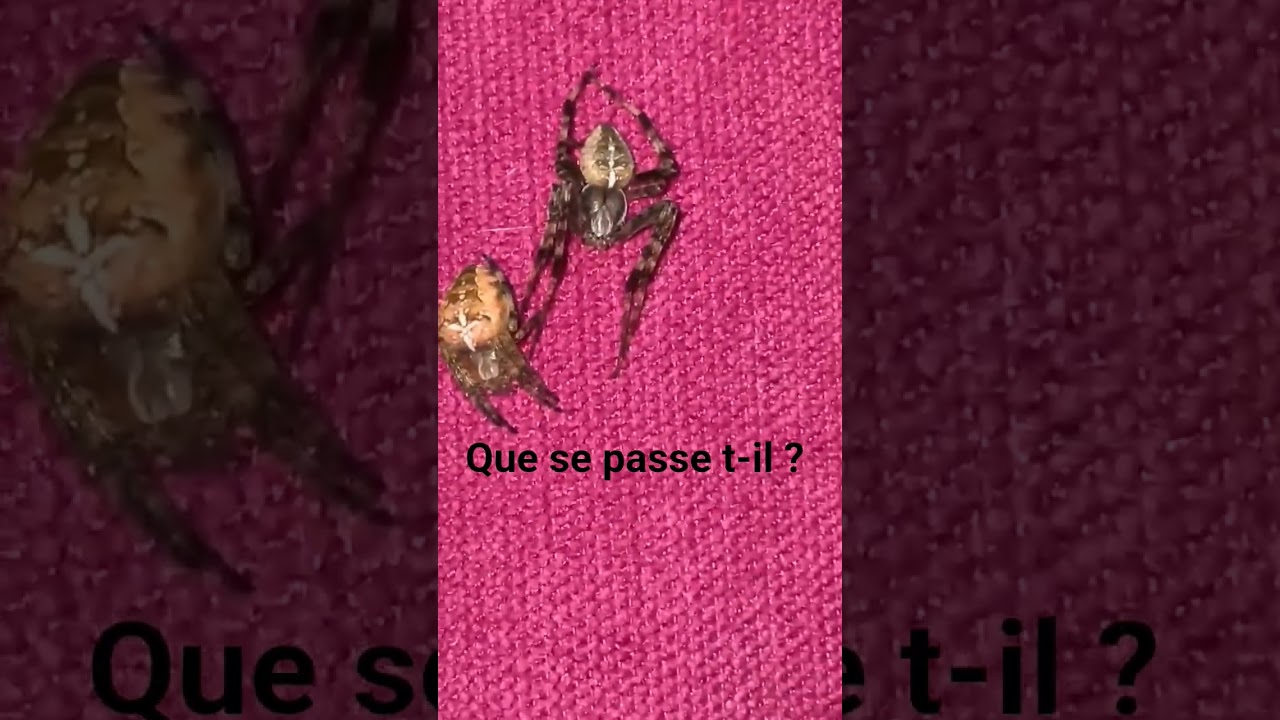 ‪@seb_insectes‬