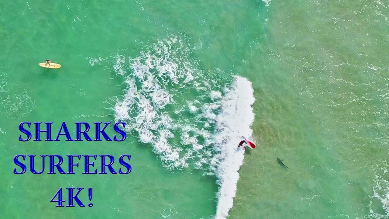 Surfer Falls on SHARK!!! | Amazing 4K Drone Footage | DJI Mavic Air