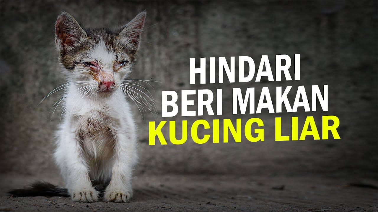 Semoga saya tidak dibenci karena video ini 🙏 #AlamSemenit