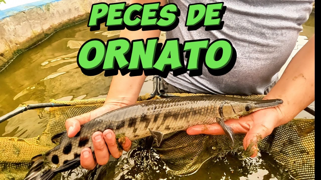 Visitamos la granja de peces de ornato MÁS GRANDE DE MORELOS 🐟🦐🇲🇽