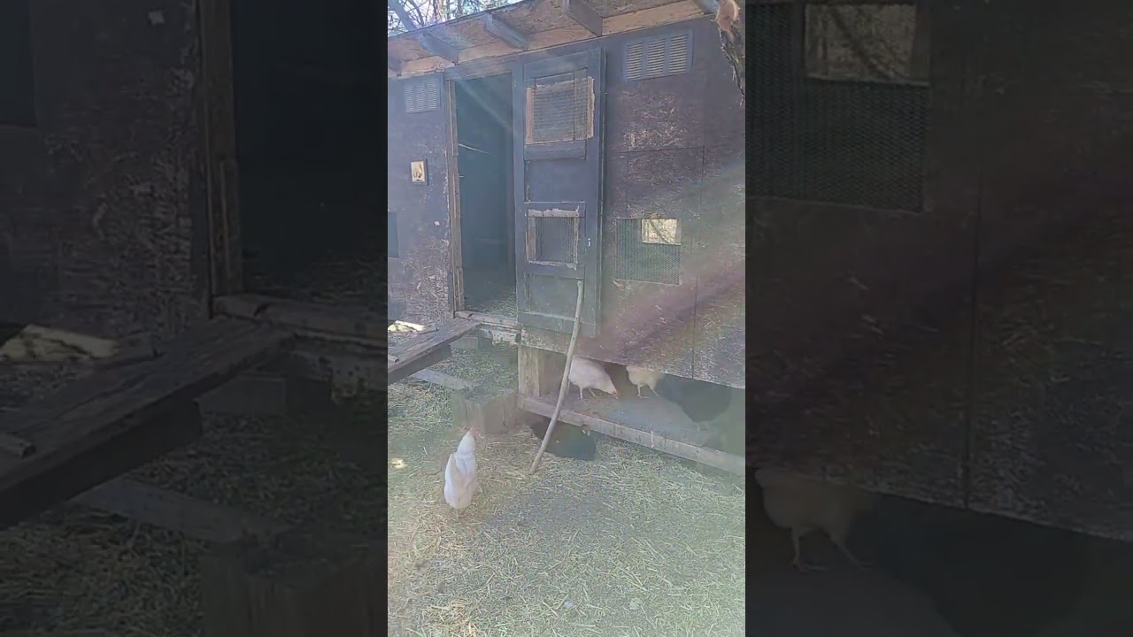 Chicken coop drama! 😆 