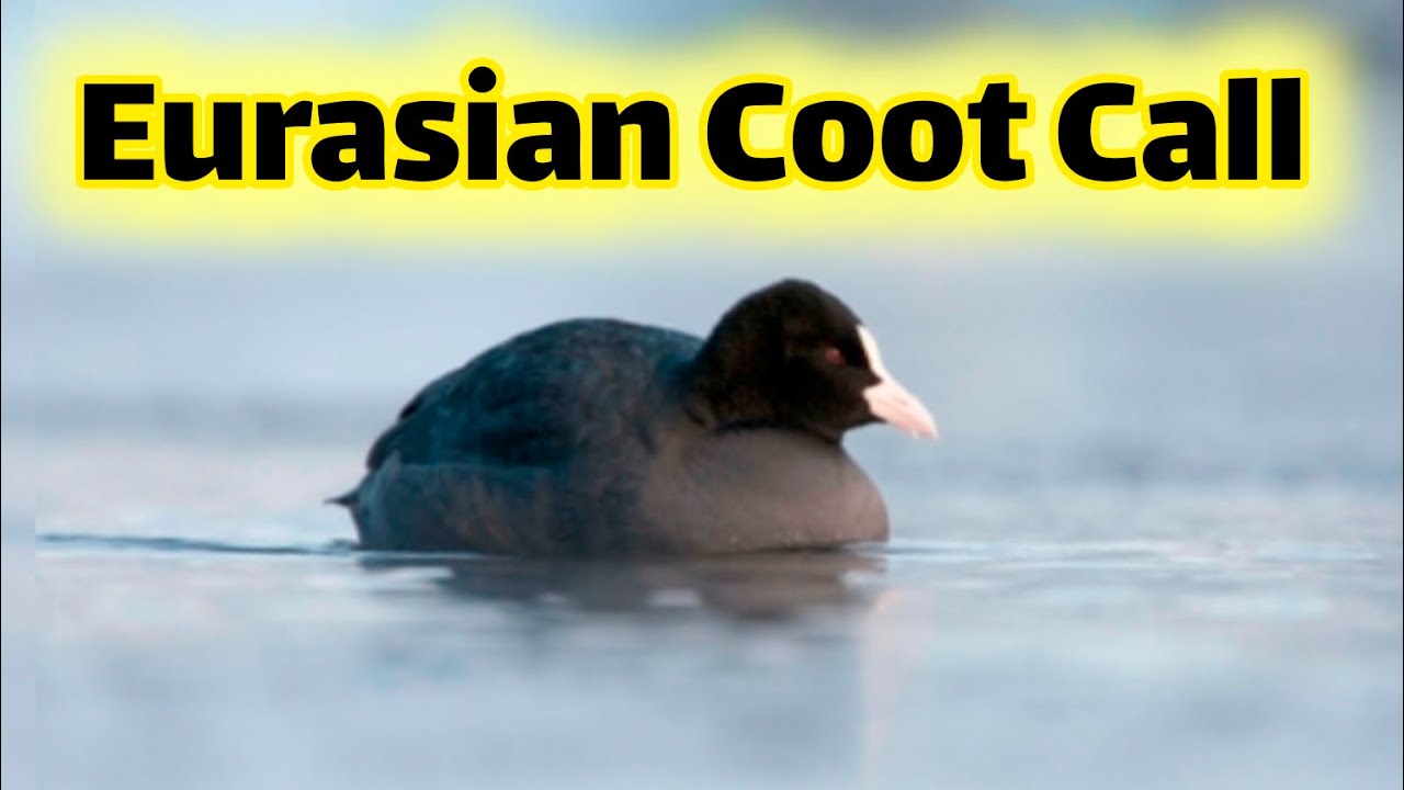 Eurasian Coot singing / Coot bird call