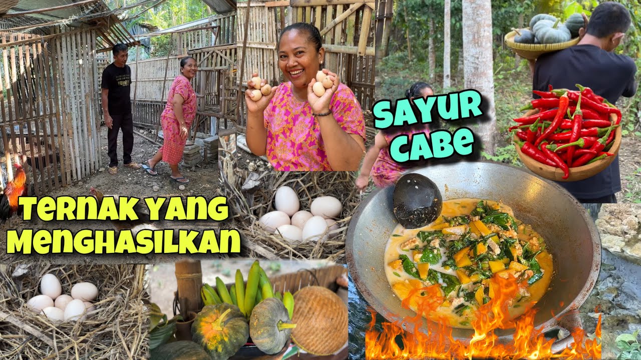 TERNYATA PITIKKU ENDOKE WES AKEH LUR || AMBIL HASIL TERNAK DAN PANEN LABU || MASAK SAYUR LOMBOK⁉️