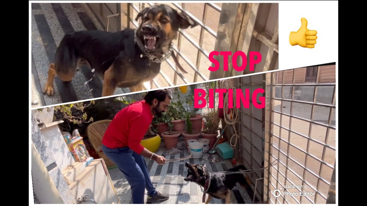 Aggressive dog Kaise handle Karein /how to stop danger dogs @dogloverprakash