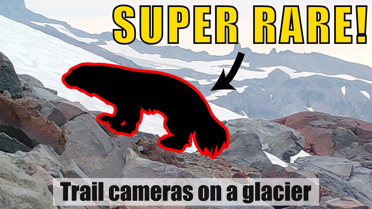 What Lives On A Mountain Glacier? We Used Wildlife Cameras To Find Out