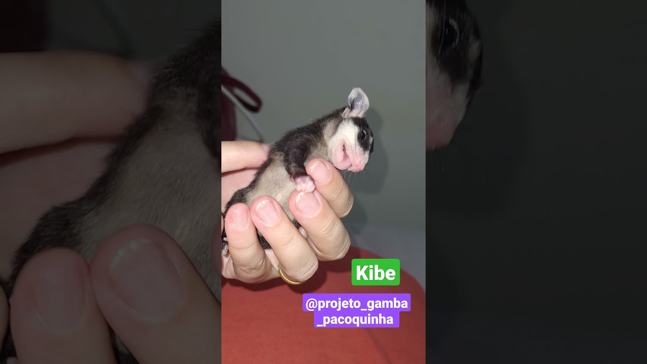 Esse &eacute; o Kibe, neonato,  #projeto_gamba_pacoquinha #neonato #marsupial #resgate #gambabrasileiro